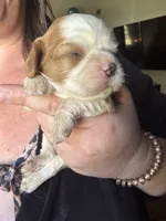 Dulce say de Leche , a male Cavalier King Charles Spaniel for sale in New Market, VA – 3 of 8