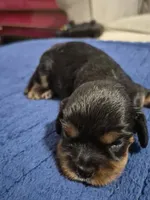 Felix, a male Cavalier King Charles Spaniel for sale in New Market, VA – 2 of 6