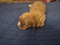 Peanut butter, a male Cavalier King Charles Spaniel for sale in New Market, VA – 2 of 4
