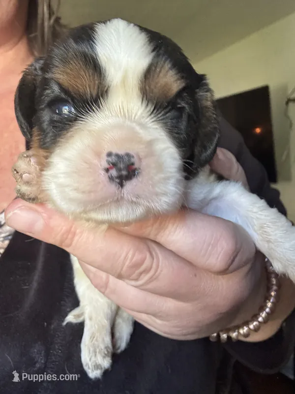 Snickers  – Cavalier King Charles Spaniel puppy for sale in New Market, VA