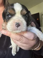 Snickers , a male Cavalier King Charles Spaniel for sale in New Market, VA – 1 of 6