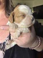 Dulce say de Leche , a male Cavalier King Charles Spaniel for sale in New Market, VA – 6 of 8