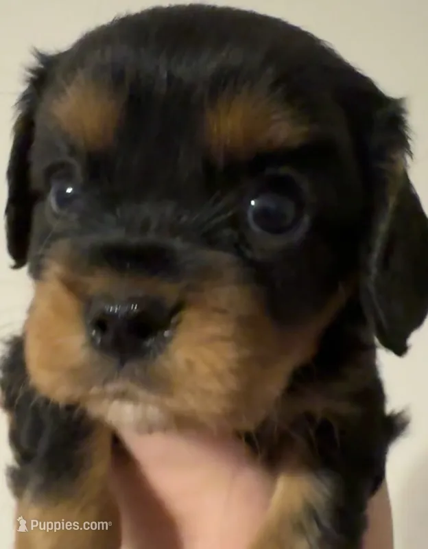 Felix – Cavalier King Charles Spaniel puppy for sale in New Market, VA