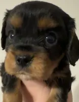 Bruce, a male Cavalier King Charles Spaniel for sale in New Market, VA – 2 of 9