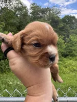 Peanut butter, a male Cavalier King Charles Spaniel for sale in New Market, VA – 8 of 10