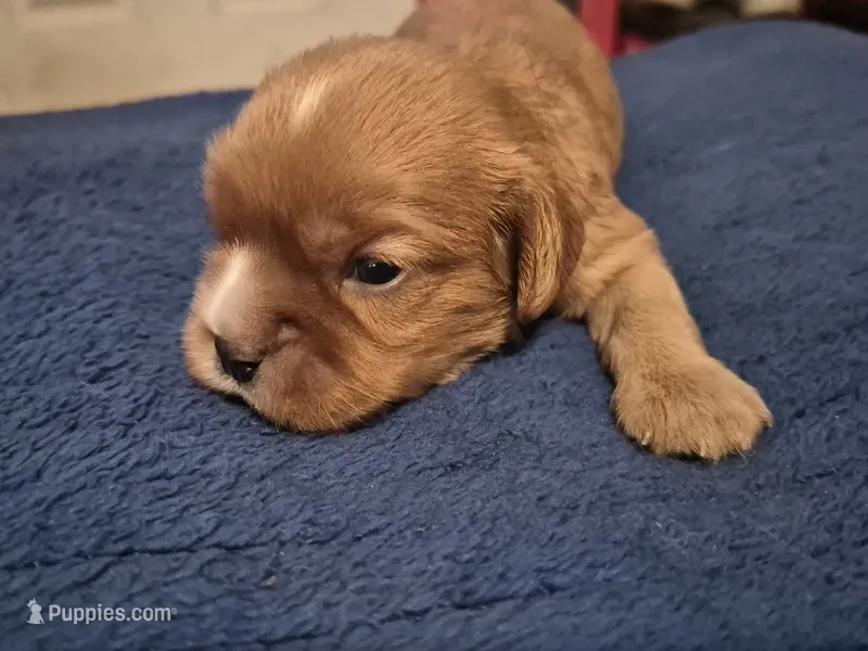 Peanut butter – Cavalier King Charles Spaniel puppy for sale in New Market, VA