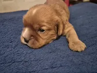 Peanut butter, a male Cavalier King Charles Spaniel for sale in New Market, VA – 4 of 4