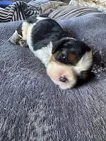 Snickers , a male Cavalier King Charles Spaniel for sale in New Market, VA – 4 of 6