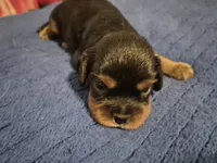Felix, a male Cavalier King Charles Spaniel for sale in New Market, VA – 3 of 6