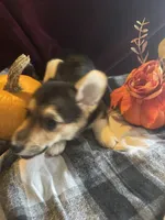 Suss, a female Pembroke Welsh Corgi for sale in New Market, VA – Photo 5 of 7