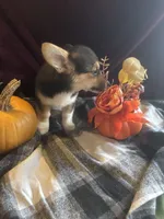 Suss, a female Pembroke Welsh Corgi for sale in New Market, VA – Photo 6 of 7