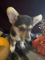 Suss, a female Pembroke Welsh Corgi for sale in New Market, VA – Photo 3 of 7