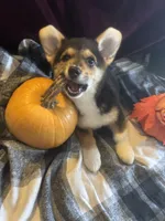 Suss, a female Pembroke Welsh Corgi for sale in New Market, VA – Photo 2 of 7