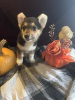 Suss, a female Pembroke Welsh Corgi for sale in New Market, VA – Photo 7 of 7