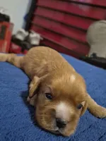 Peanut butter, a male Cavalier King Charles Spaniel for sale in New Market, VA – 3 of 4