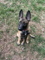 Boise, a male Belgian Malinois for sale in Youngsville, NC – 3 of 4