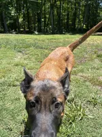 Boise, a male Belgian Malinois for sale in Youngsville, NC – 2 of 4
