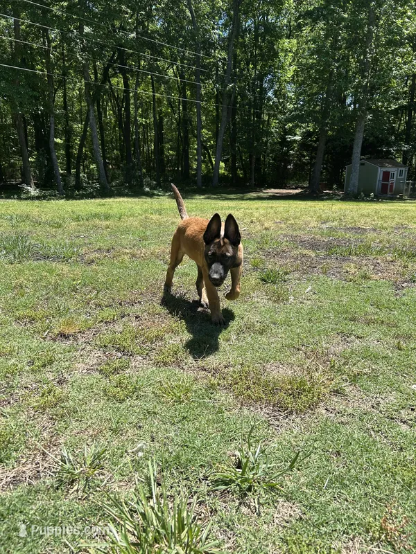 Boise – Belgian Malinois puppy for sale in Youngsville, NC