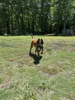 Boise, a male Belgian Malinois for sale in Youngsville, NC – 1 of 4