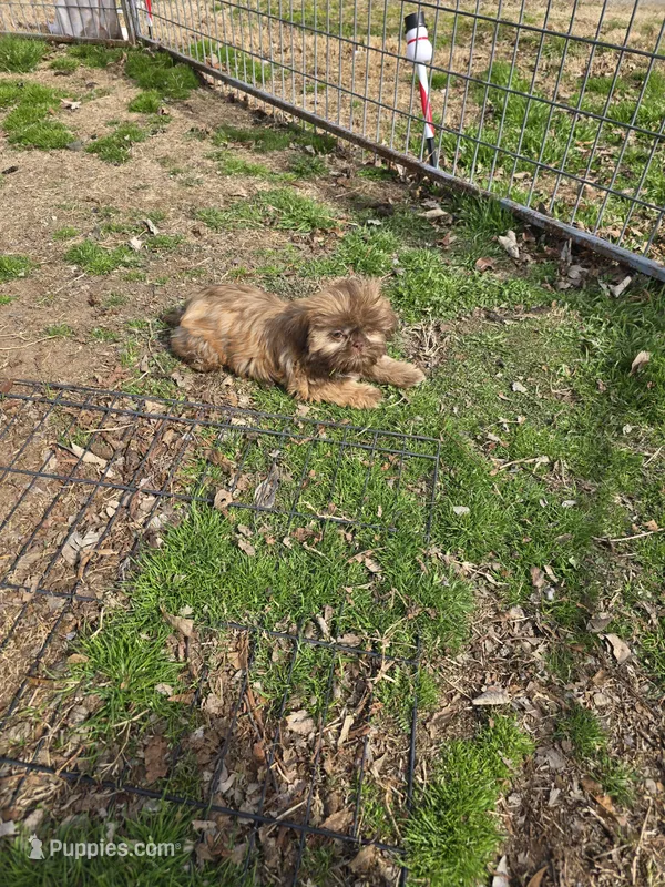 Pretrained Willis , a male Shih Tzu for sale in Stigler, OK – Photo 1 of 1