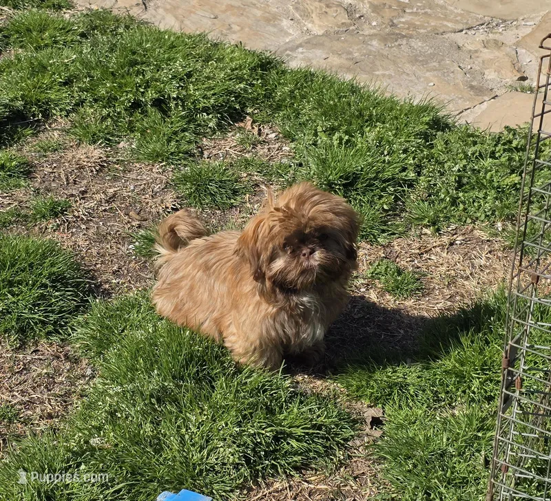 Pretrained Willis  – Shih Tzu puppy for sale in Stigler, OK