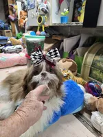 Pretrained Ginger, a female Shih Tzu for sale in Stigler, OK – Photo 3 of 6