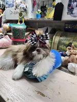 Pretrained Ginger, a female Shih Tzu for sale in Stigler, OK – Photo 2 of 6