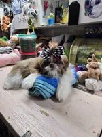 Pretrained Ginger, a female Shih Tzu for sale in Stigler, OK – Photo 6 of 6