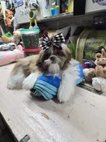 Pretrained Ginger, a female Shih Tzu for sale in Stigler, OK – Photo 4 of 6