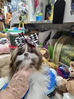 Pretrained Ginger, a female Shih Tzu for sale in Stigler, OK – Photo 5 of 6