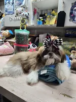 Pretrained Ginger, a female Shih Tzu for sale in Stigler, OK – Photo 1 of 6