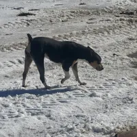 Mia, a female Rat Terrier for sale in Sulphur Springs, TX – Photo 1 of 2