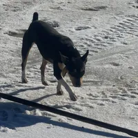 Mia, a female Rat Terrier for sale in Sulphur Springs, TX – Photo 2 of 2