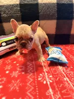 Girl 2, a female French Bulldog for sale in Jackson, GA – Photo 2 of 6