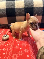 Girl 2, a female French Bulldog for sale in Jackson, GA – Photo 6 of 6