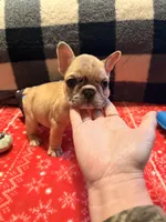 Girl 2, a female French Bulldog for sale in Jackson, GA – Photo 4 of 6