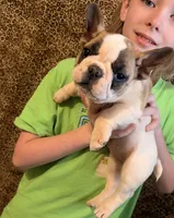 Girl 1, a  French Bulldog for sale in Jackson, GA – Photo 1 of 2