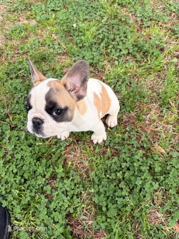 Girl 1 – French Bulldog puppy for sale in Jackson, GA