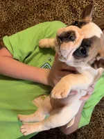 Girl 1, a  French Bulldog for sale in Jackson, GA – Photo 2 of 2