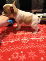 Girl 3, a female French Bulldog for sale in Jackson, GA – Photo 4 of 6