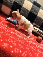 Girl 3, a female French Bulldog for sale in Jackson, GA – Photo 3 of 6