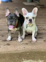 Girl 3, a female French Bulldog for sale in Jackson, GA – Photo 6 of 6