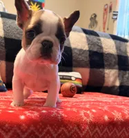Girl 3, a female French Bulldog for sale in Jackson, GA – Photo 1 of 6