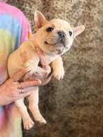 Boy 3, a male French Bulldog for sale in Jackson, GA – Photo 1 of 3