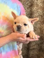 Boy 3, a male French Bulldog for sale in Jackson, GA – Photo 2 of 3
