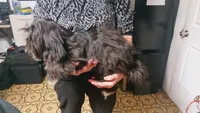 Domino, a male Shih Tzu for sale in Shippensburg, PA – 6 of 6