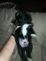 Buttons, a male Shih Tzu for sale in Shippensburg, PA – 3 of 9