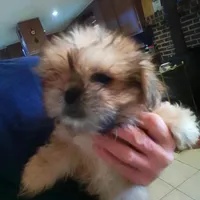 Peanut, a male Shih Tzu for sale in Shippensburg, PA – Photo 2 of 4