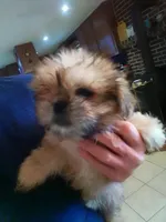 Peanut, a male Shih Tzu for sale in Shippensburg, PA – Photo 2 of 4