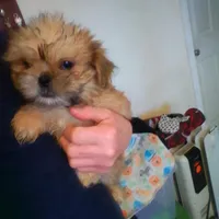 Peanut, a male Shih Tzu for sale in Shippensburg, PA – Photo 4 of 4